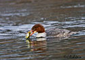 Mergus merganser